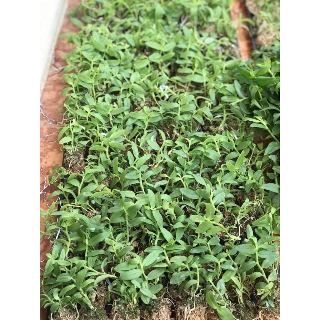 Combo 4 cốc 5ct_4 cốc