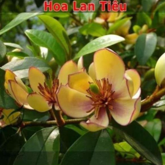 Cây hoa lan tiêu hương thơm , cây đẹp, giống chuẩn