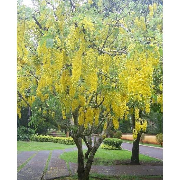 Hạt giống hoa muông hoàng yến  - Gói 20 hạt