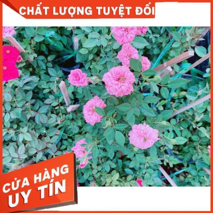 Bụi Hoa hồng Nhiều Người Mua