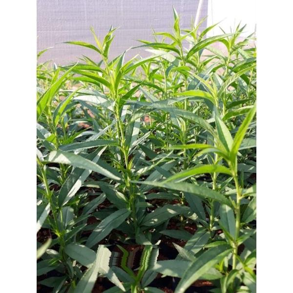 Cây đào mộc châu - cây giống