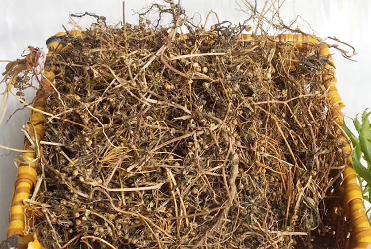 Trà Cây bạch hoa xà thiệt thảo ( Bạch hoa xà thiệt thảo khô )- Sản phẩm hữu cơ tự nhiên