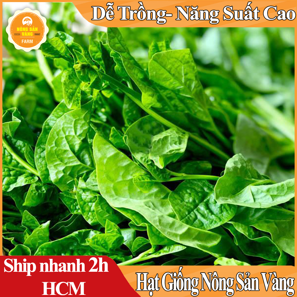 Hạt giống Mồng Tơi Xanh Tỉ Lệ Nảy Mầm Cao, Sinh Trưởng Và Phát Triển Khỏe, Năng Suất Cao - Nông Sản Vàng