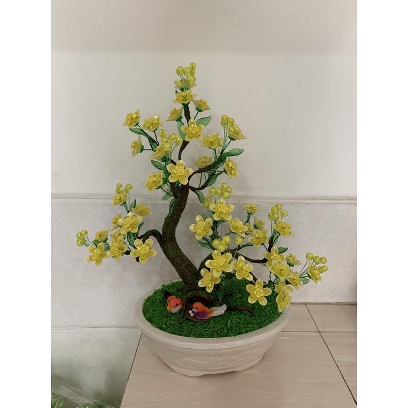 Chậu hoa mai dạng bonsai cao 50cm ngang 30cm