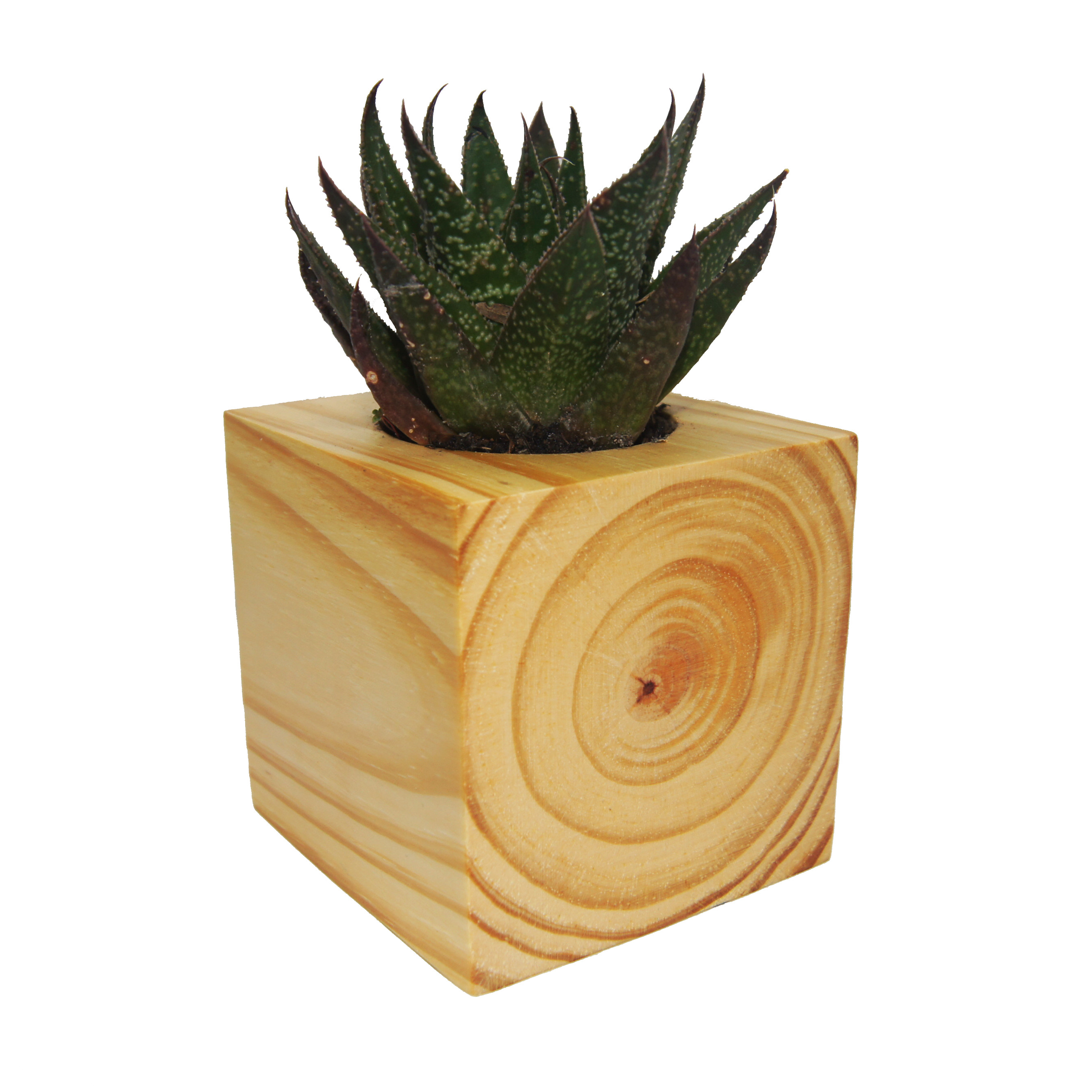 Chậu Trồng Cây Bằng Gỗ Nguyên Khối Hình Vuông - Kích thước: 9x9cm
