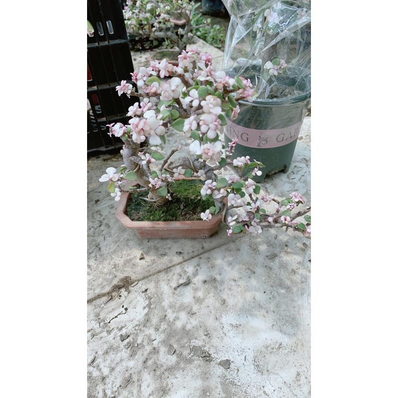 Cành Vàng Lá Ngọc