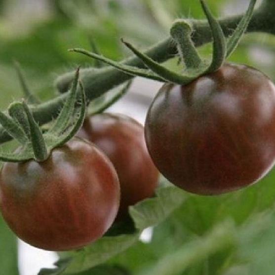 Hạt giống cà chua socola chùm dể trồng f1-gói 20 hạt-tặng kèm gói phân bón lót