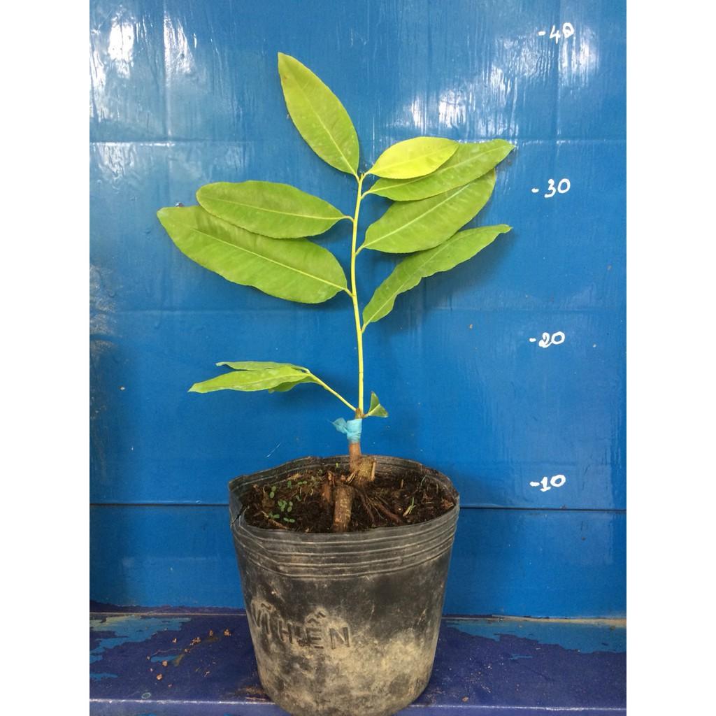Mai Lá Ngọc Cành Vàng
