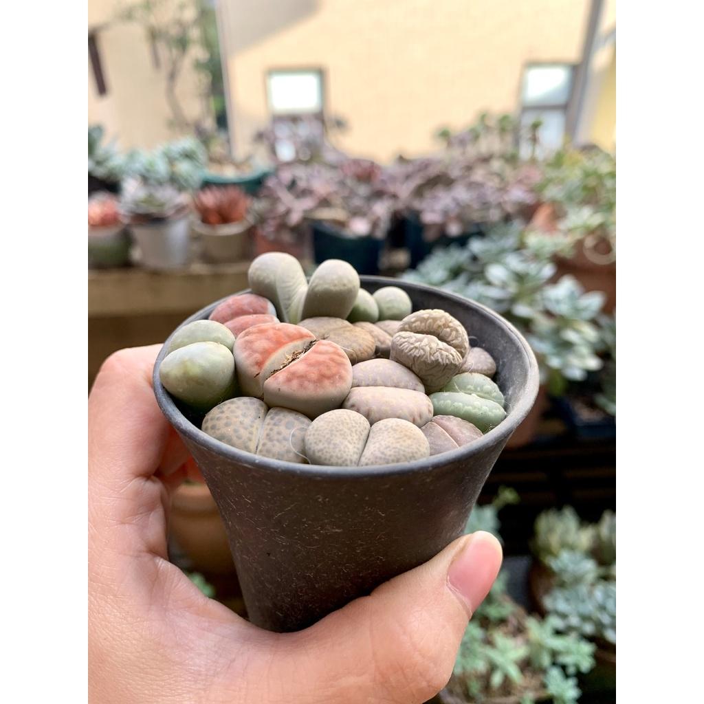 Sen Mông các màu cute xinh xỉu