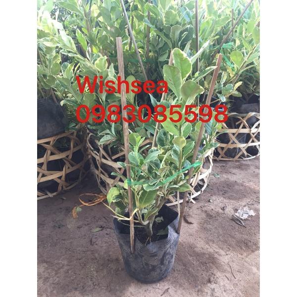 Cây ổi cẩm thạch và cây chanh cẩm thạch