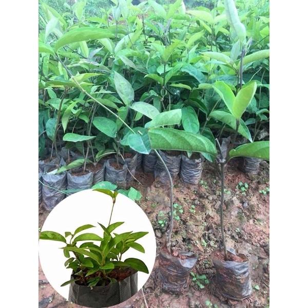 CÂY GIỐNG DÂY THÌA CANH ảnh thật cây gửi như hình 1
