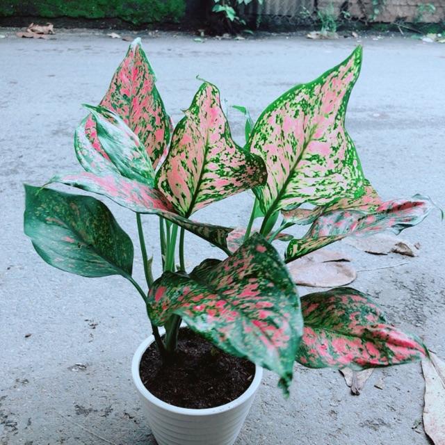 Chậu Cây Vạn Lộc