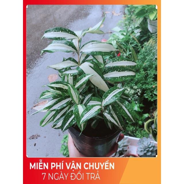 Trúc Nữ Hoàng