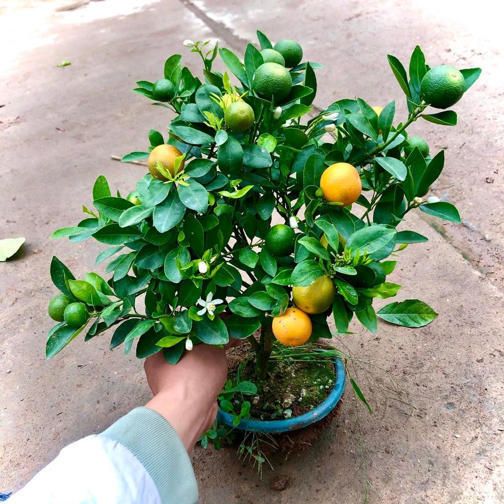 Cây giống quất chua thái, quả xanh