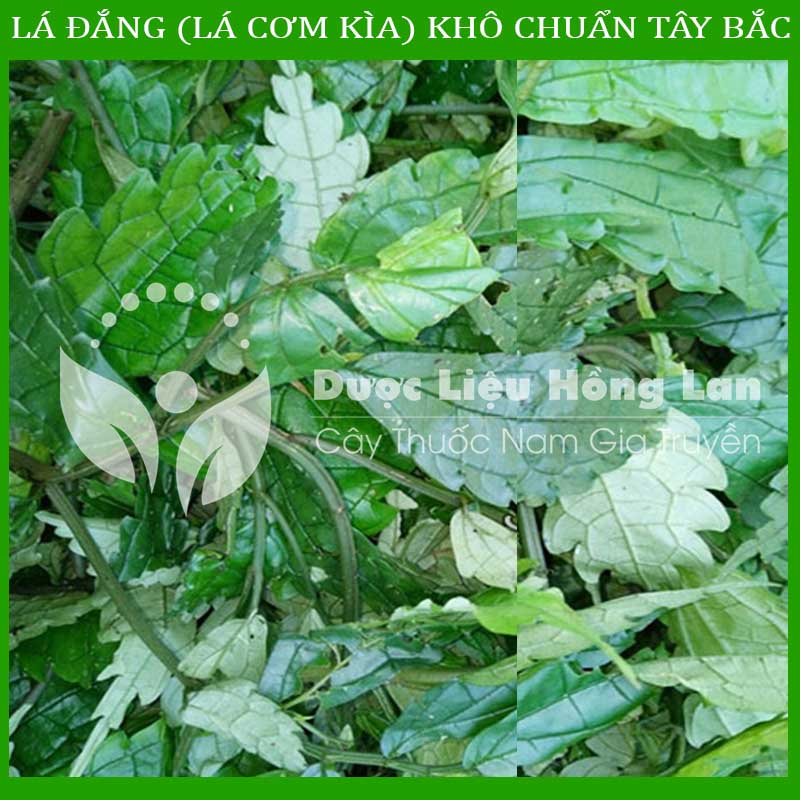 [Thượng hạng] 500G Lá Đắng (Lá Cơm Kìa) khô chuẩn rừng Tây Bắc