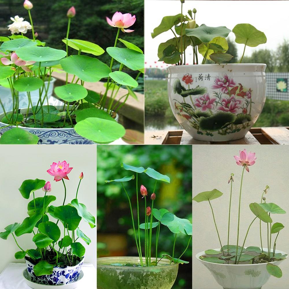 Hạt giống sen mini nhật nhiều màu - 5 hạt/gói