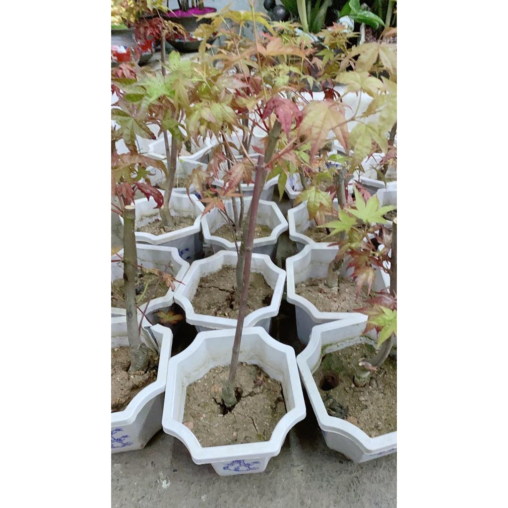 Cây Phong Lá Đỏ