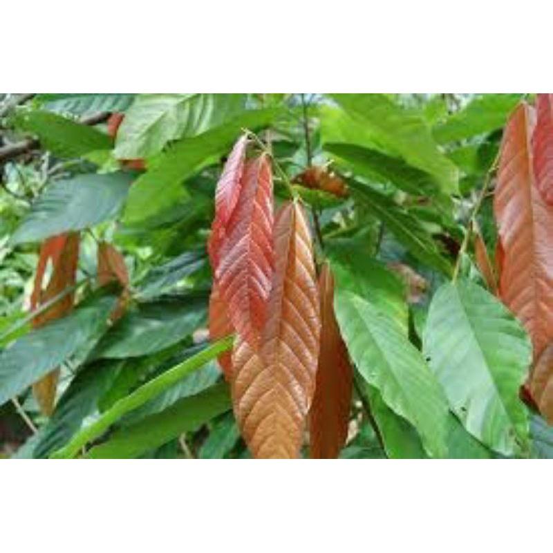 CÂY CACAO GIỐNG CHO TRÁI SỚM
