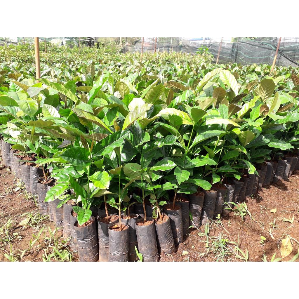 Cây giống Cà Phê Arabica cao đẹp như hình.