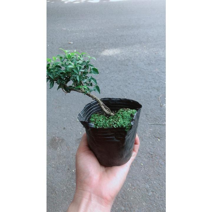 Sam Hương BonsaI