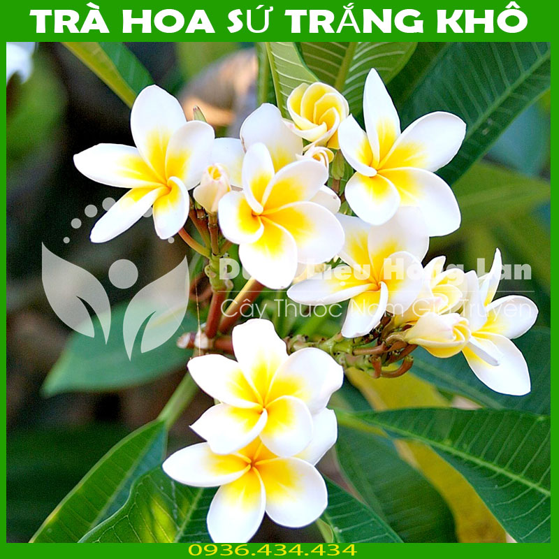 Trà hoa sứ trắng khô sạch đóng gói 500g
