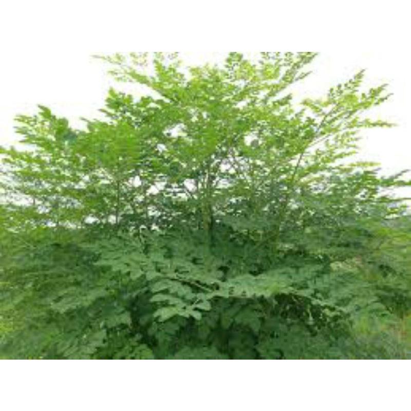 250 gram hạt giống cây chùm ngây