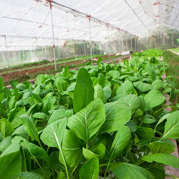 01 Gói Hạt Giống Cải Ngọt