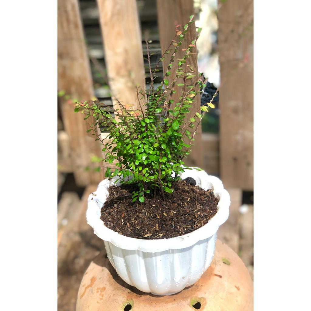 Chậu cây Sơn Liễu lá bầu