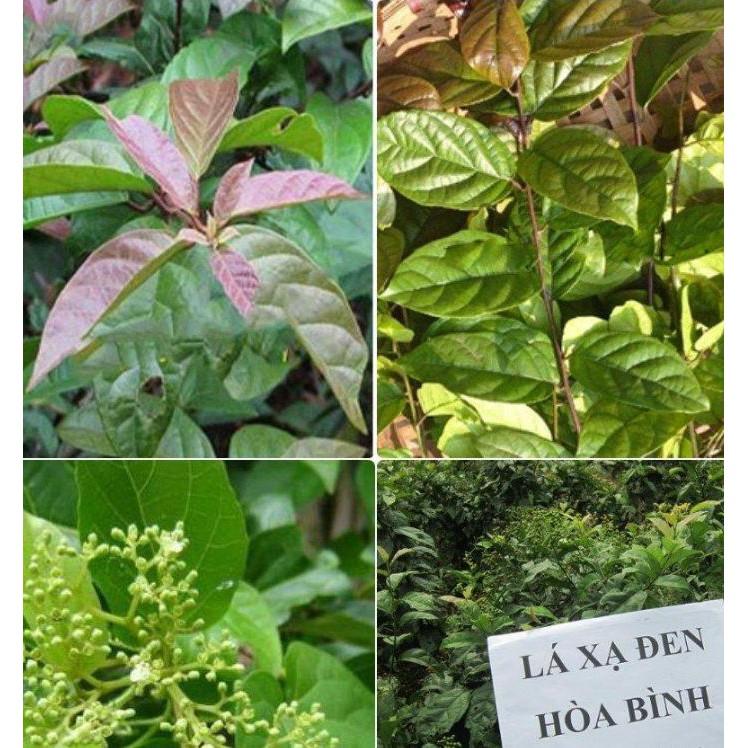 Hạt Giống Cây Xạ Đen - 50 hạt/gói