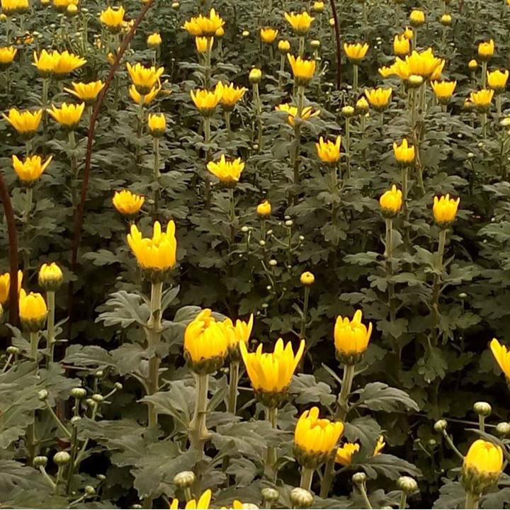 Bán buôn - Bộ 30 gói Hạt giống hoa cúc vàng Trồng Tết