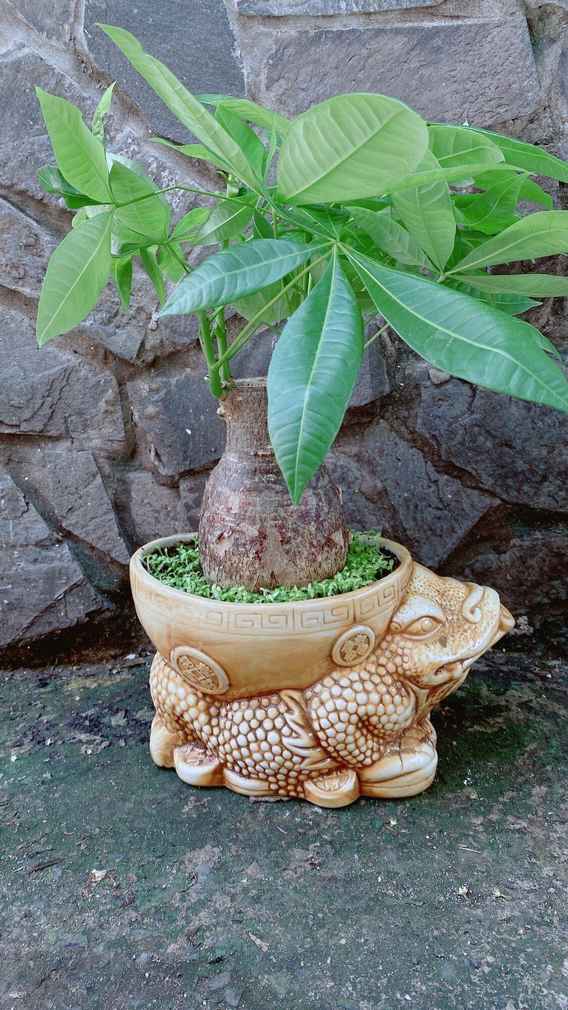 Chậu Cây Kim Ngân Lớn