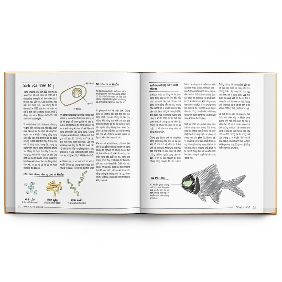 Sách Sơ đồ tư duy Sinh học - Min map Biology