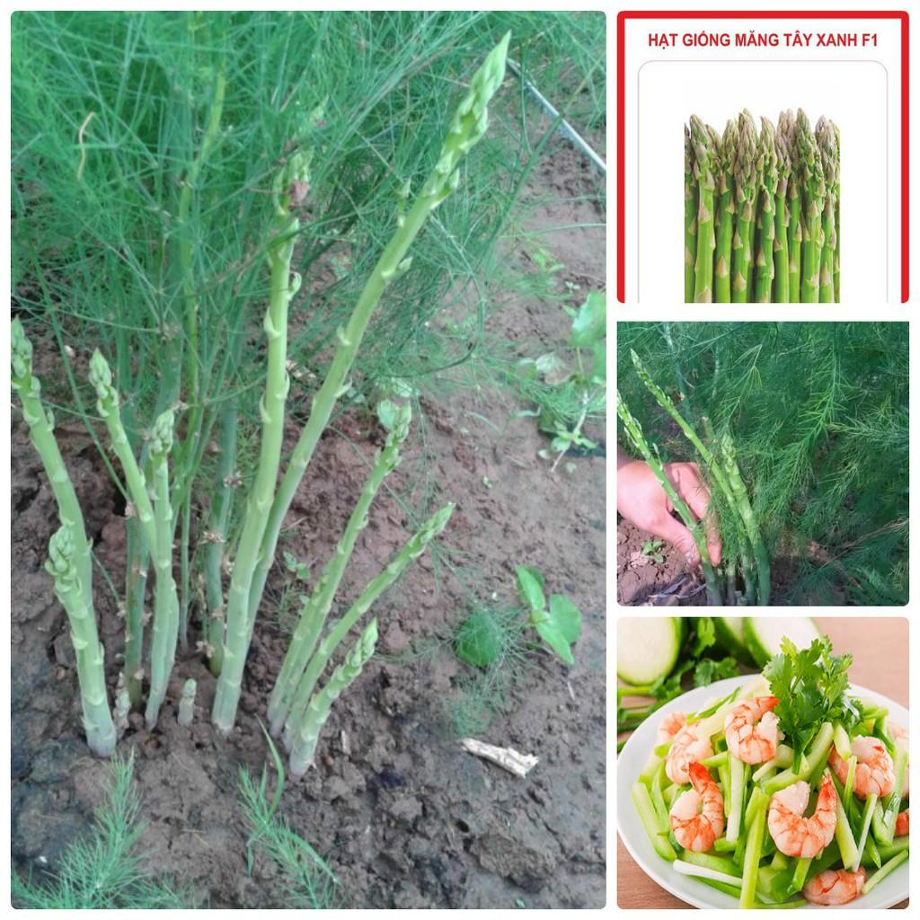 Hạt Giống Măng Tây Xanh - gói 1g
