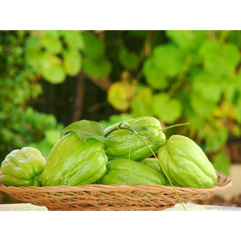 Quả su su giống dễ trồng dễ chăm sóc ít sâu bệnh.