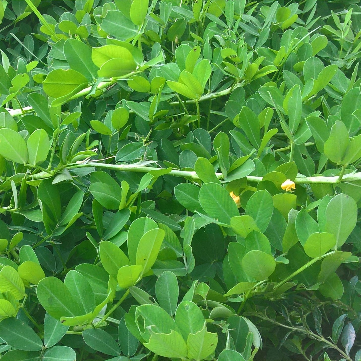 Gói 100 hạt Hạt giống cỏ lạc dại - Hạt giống cỏ đậu phộng - Cỏ trồng công trình, sân vưởn