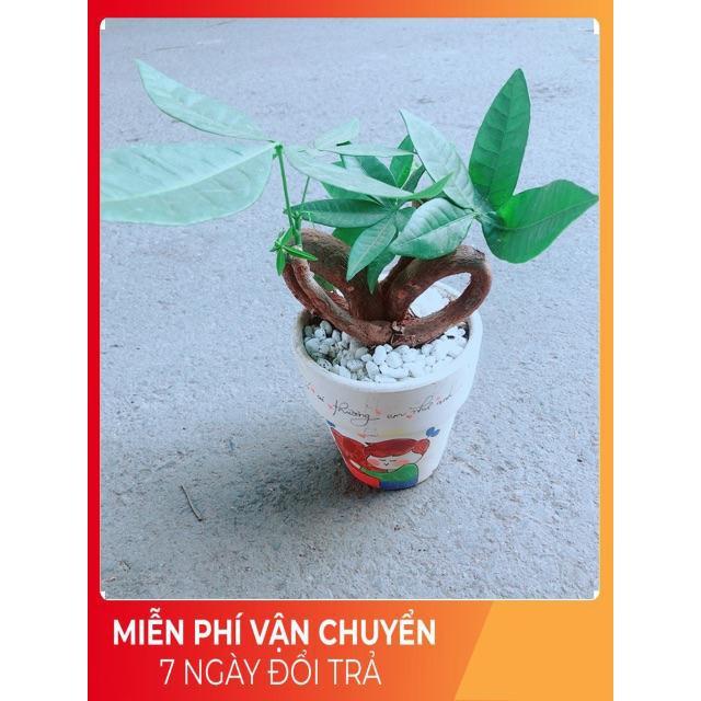 Chậu Kim Ngân Nơ