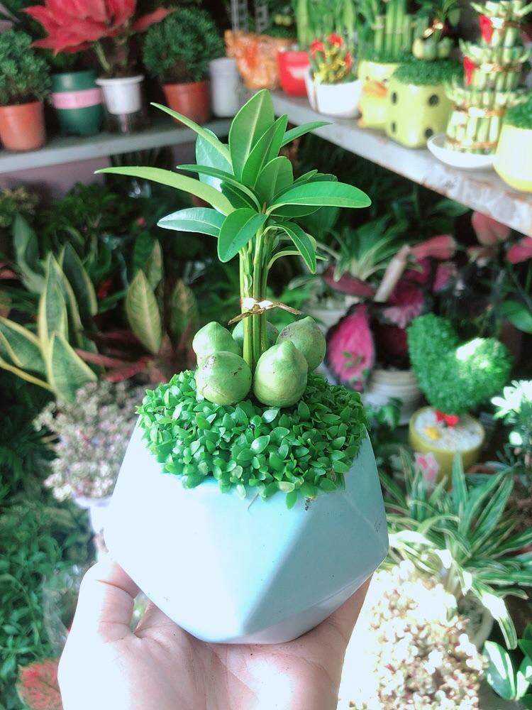 Chậu Cây May Mắn Tài Lộc