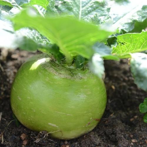 Hạt giống củ cải xanh ruột đỏ 2gram/gói
