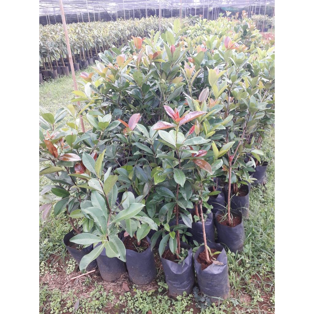 Cây Cherry Brazil Tứ Quý .