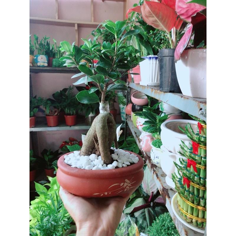 Chậu Cây Si Bonsai