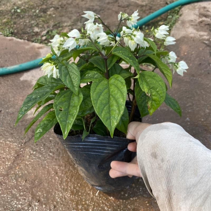 Cây ngọc nữ trồng trong bầu đen sẵn nụ và đang ra hoa