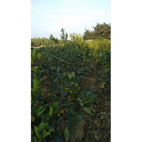 CÂY BẠCH THIÊN HƯƠNG SIZE LỚN