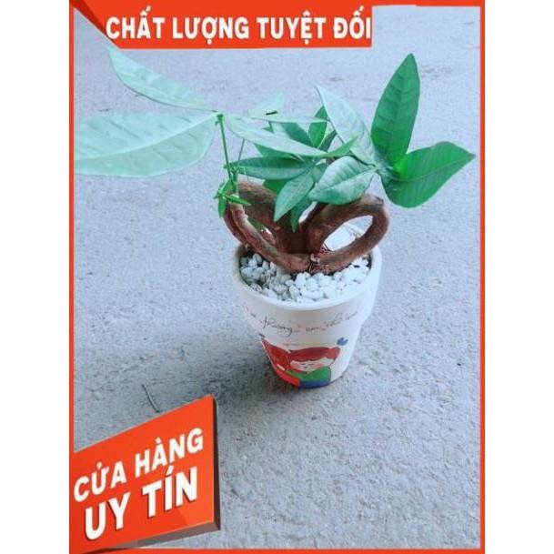 Chậu Kim Ngân Nơ
