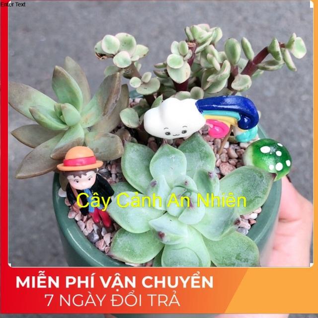 Chậu sen đá tiểu cảnh