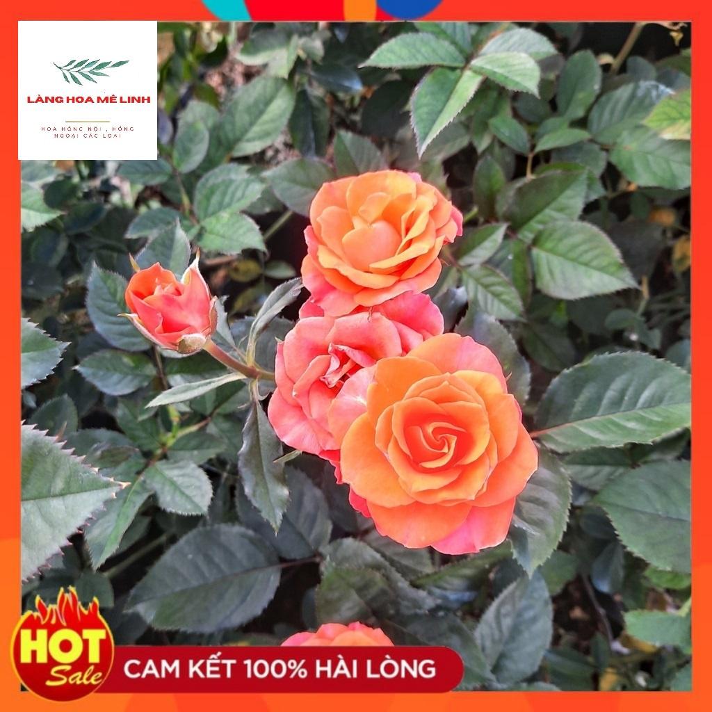 HOA HỒNG TIỂU MUỘI MÀU SẮC PHONG PHÚ ĐỎ - CAM HOA HỒNG NỤ NHỎ