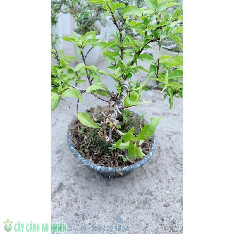 Mai Chiếu Thuỷ Bonsai Để Bàn