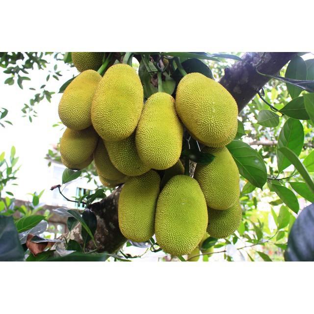 CÂY GIỐNG Mít SIÊU QUẢ Malaysia