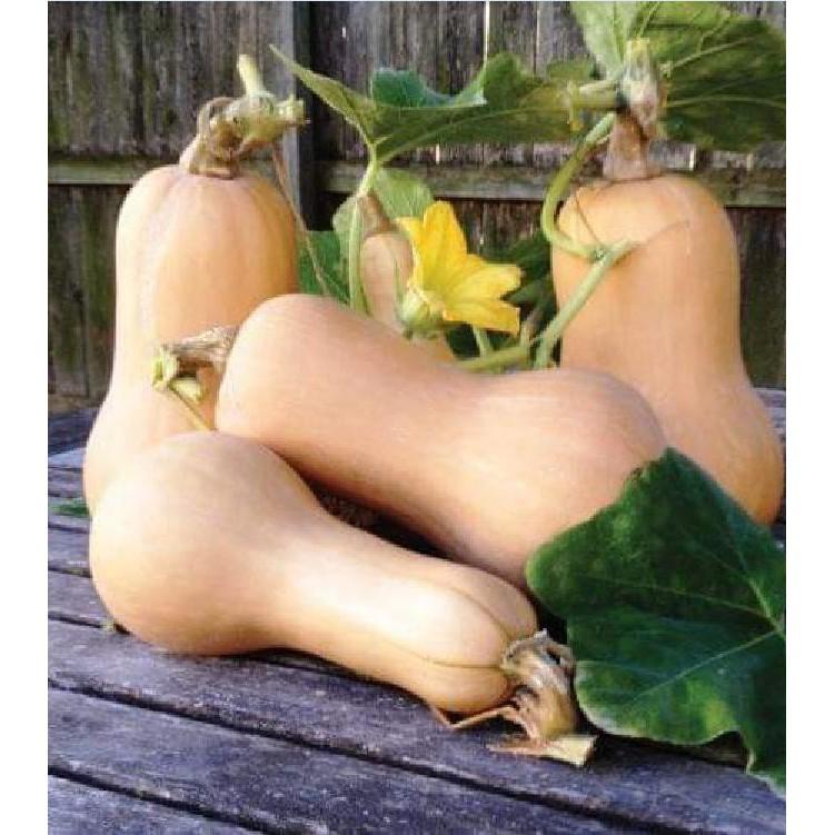 Hạt giống bí ngô mật butter F1 Đài Loan 2gram/gói