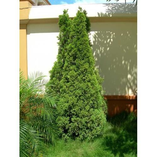CHẬU CÂY TÙNG THÁP LÙN BONSAI SIÊU ĐẸP - NCCTTCTC