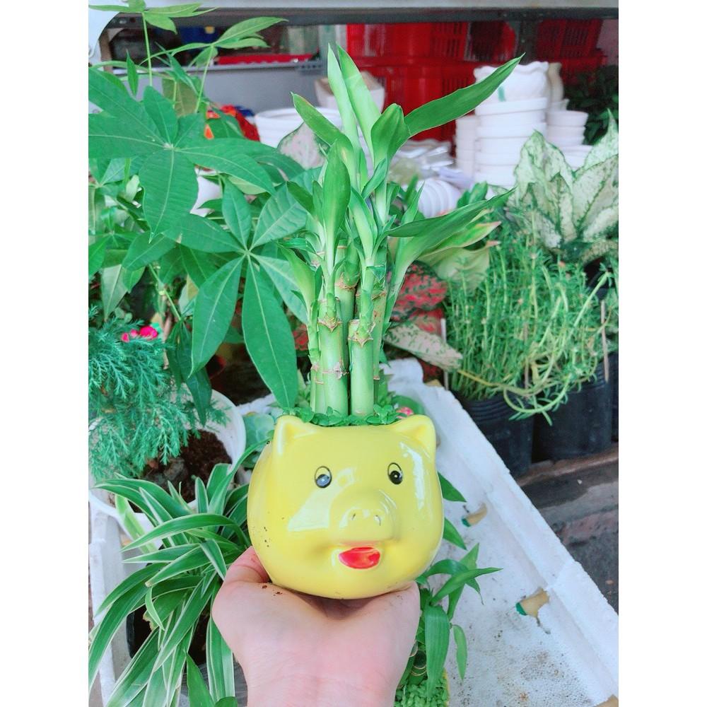 Chúc phát tài heo vàng để bàn